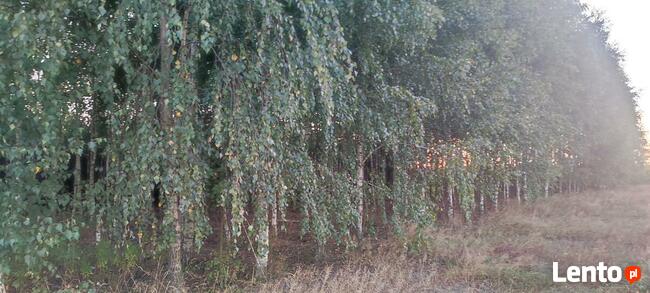 Okazja ! 3h lasu z dopłatami + działka do zabudowy