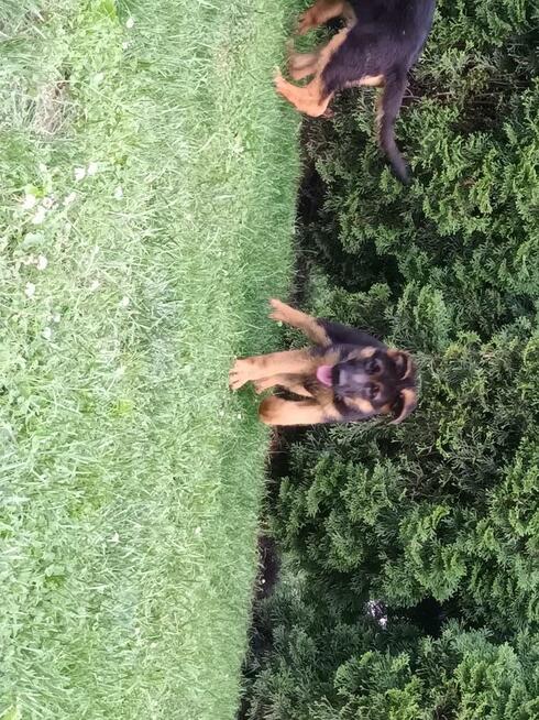 Szczenięta Owczarka Niemieckiego krótkowłosego ZKwP FCI