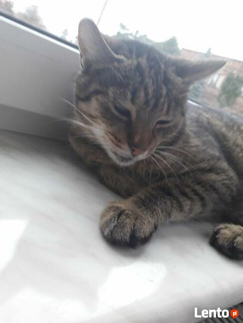 Nadal poszukuję burego kotka z ul.Orkana w Katowicach