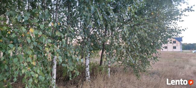 Okazja ! 3h lasu z dopłatami + działka do zabudowy