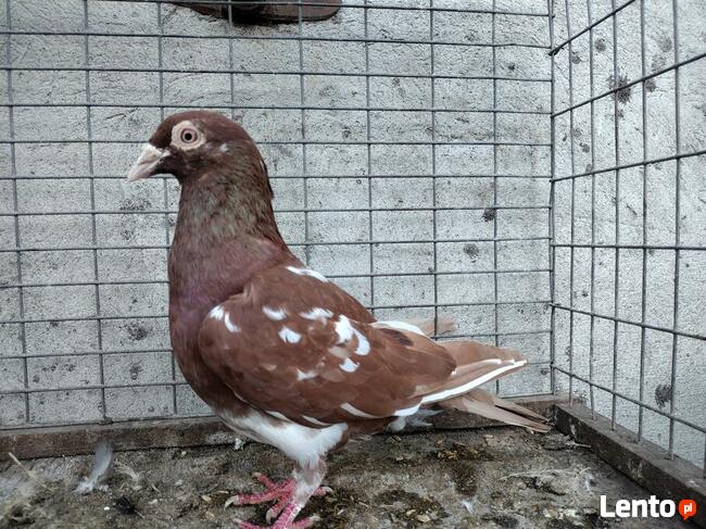 Gołębie Mulemansy Czerwone Wysyłka