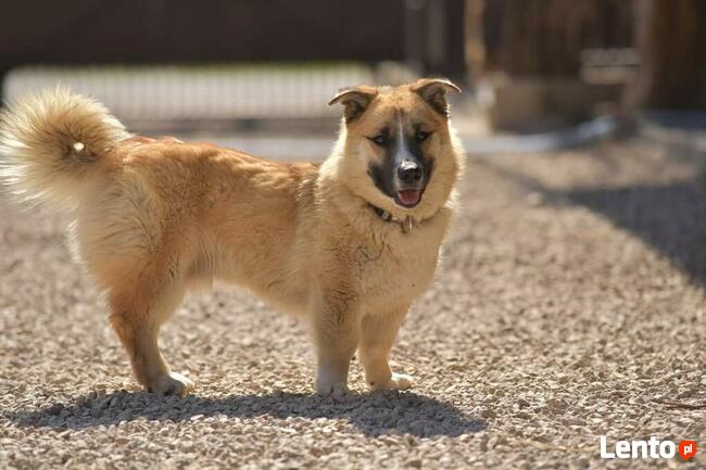 Lokaj i Lasso_ kontaktowi, weseli.