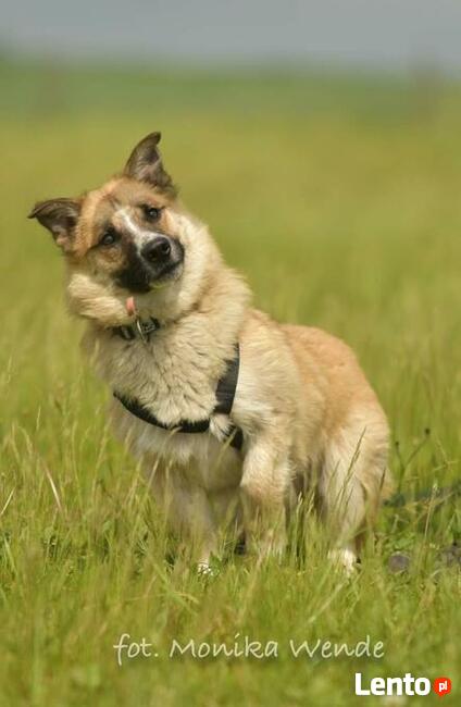Lokaj i Lasso_ kontaktowi, weseli.