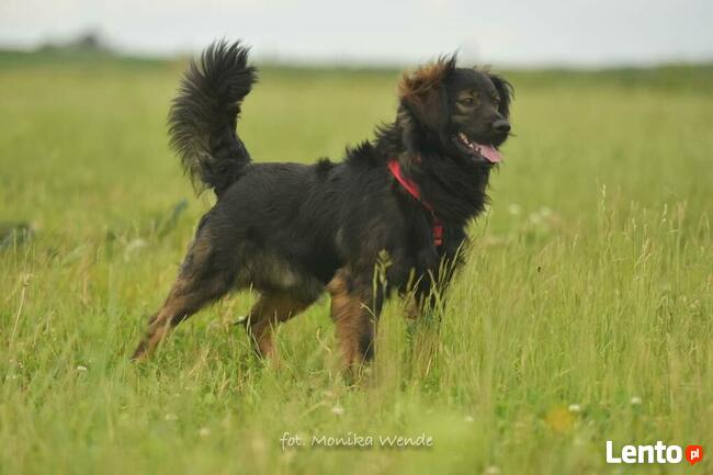 Lokaj i Lasso_ kontaktowi, weseli.
