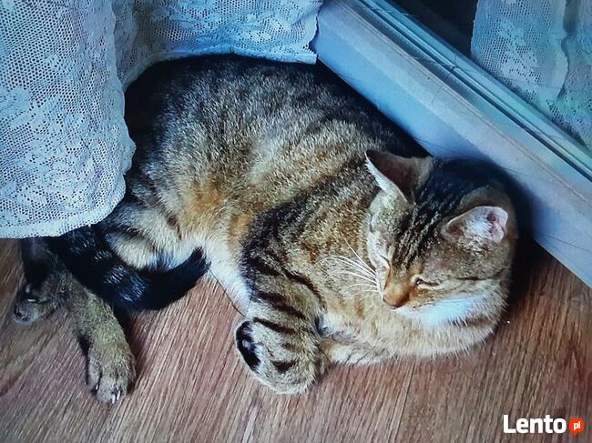 Nadal poszukuję burego kotka z ul.Orkana w Katowicach