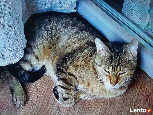 Nadal poszukuję burego kotka z ul.Orkana w Katowicach