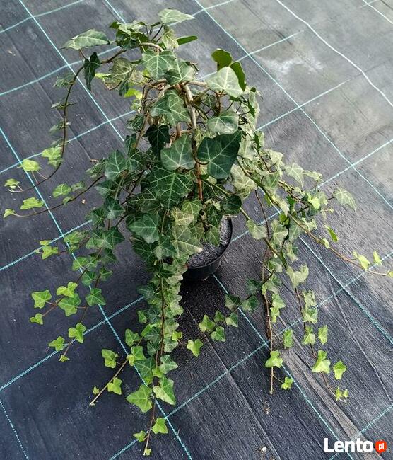 Bluszcz pospolity, żywa zimozielona ściana