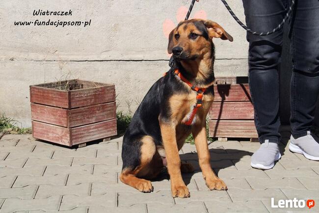 Wiatraczek - słodki psiaczek