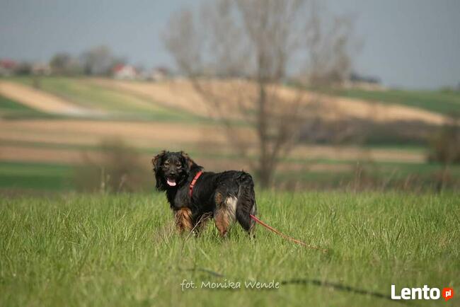 Lokaj i Lasso_ kontaktowi, weseli.