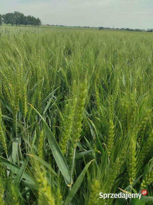 Materiał siewny C1 pszenica ozima Fenomen jakościowa oścista