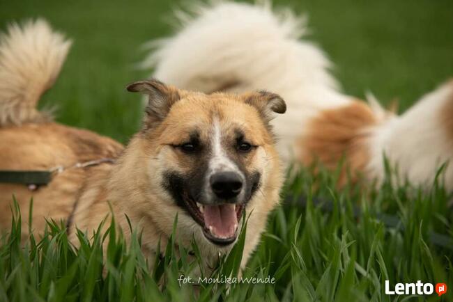 Lokaj i Lasso_ kontaktowi, weseli.