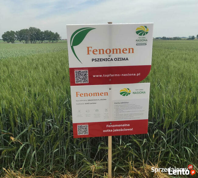 Materiał siewny C1 pszenica ozima Fenomen jakościowa oścista