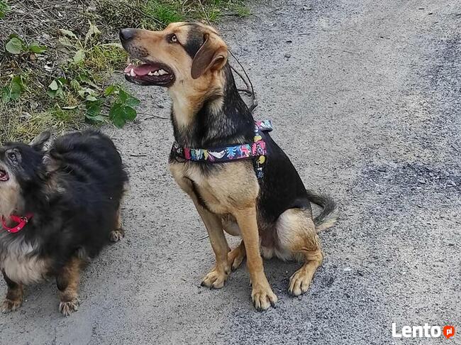 Energiczny młodziutki BRUNO czeka na dom