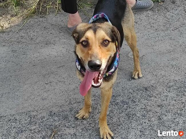 Energiczny młodziutki BRUNO czeka na dom