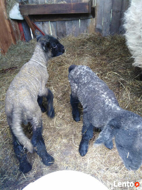 Noclegi Swiętokrzyskie ,, Pod Jeleniamiprawdziwymi