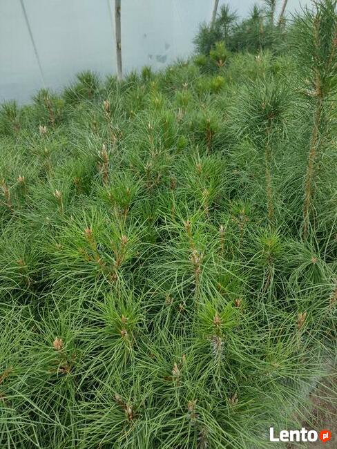 Sadzonka sosny