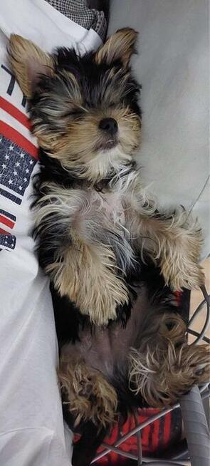 York, yorkshire terrier , pieski