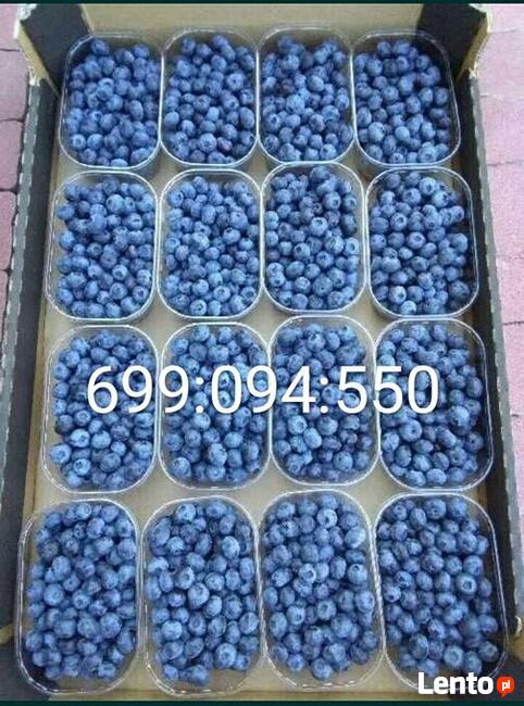 Borówka Amerykańska Piękne Sadzonki 12zł