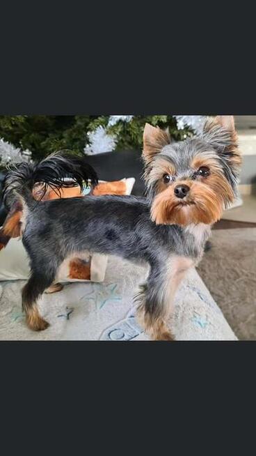 York, yorkshire terrier , pieski