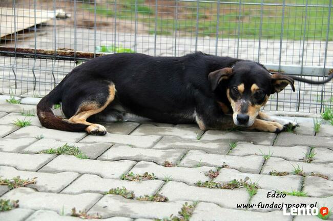 Edzio - nieśmiały piesek