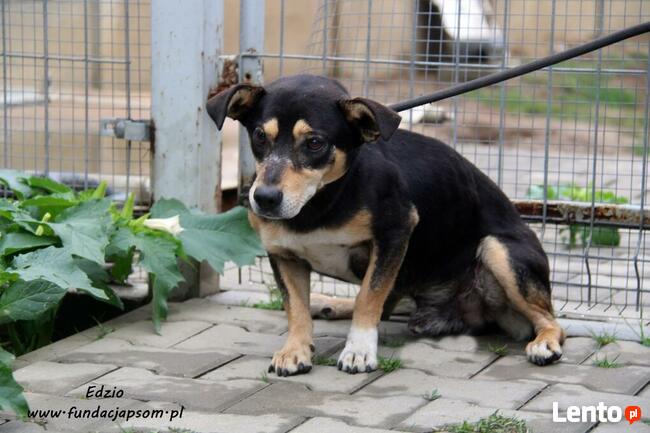 Edzio - nieśmiały piesek