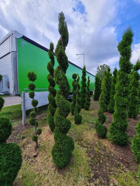 Thuja Szmaragd formowana
