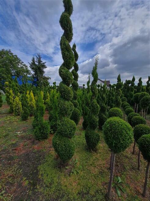 Thuja Szmaragd formowana