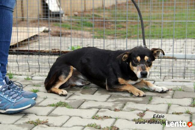 Edzio - nieśmiały piesek