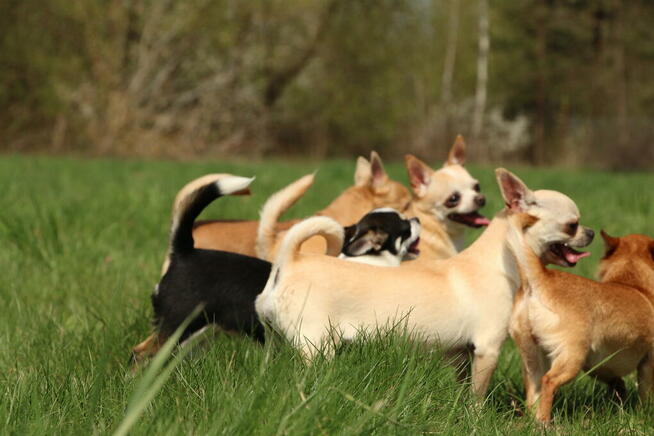 Chihuahua po Ch.PL, okolice W-wy