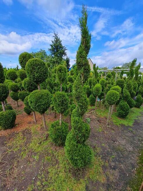 Thuja Szmaragd formowana