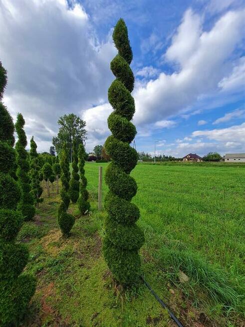 Thuja Szmaragd formowana