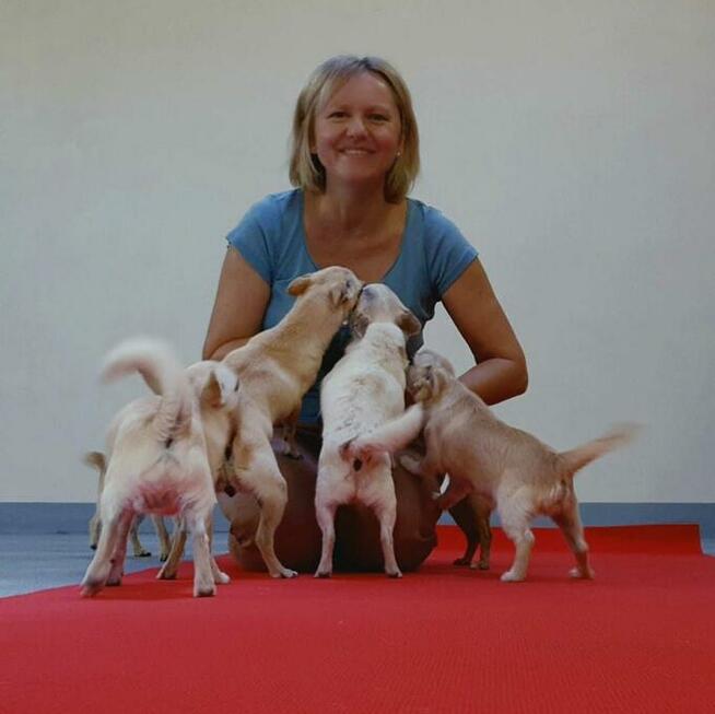 Chihuahua po Ch.PL, okolice W-wy