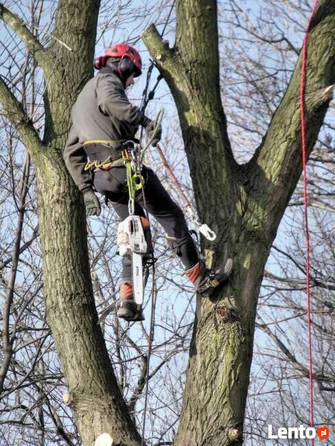 Wycinka drzew, czyszczenie terenów - bezpłatna wycena