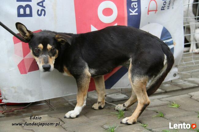 Edzio - nieśmiały piesek