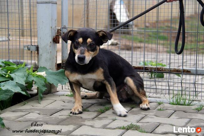 Edzio - nieśmiały piesek