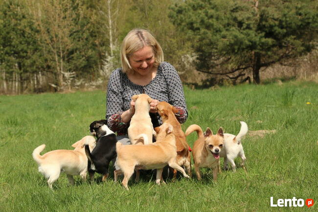 Chihuahua SUCZKA po Ch.PL, okolice W-wy, FCI