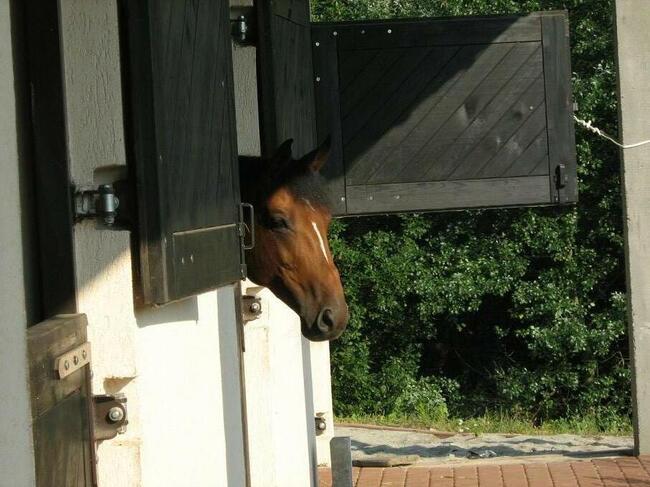 Wolne boksy dla koni/pastwiska - 20 km na płn od Krakowa
