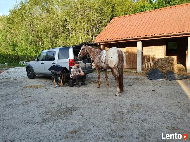 Wolne boksy dla koni/pastwiska - 20 km na płn od Krakowa