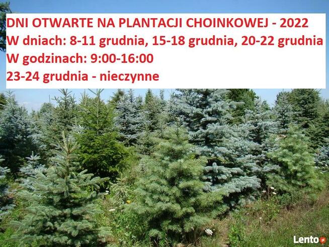 Dni Otwarte 2021- Plantacja choinek - Osuchów k/Mszczonowa