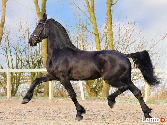 Elegancki koń fryzyjski