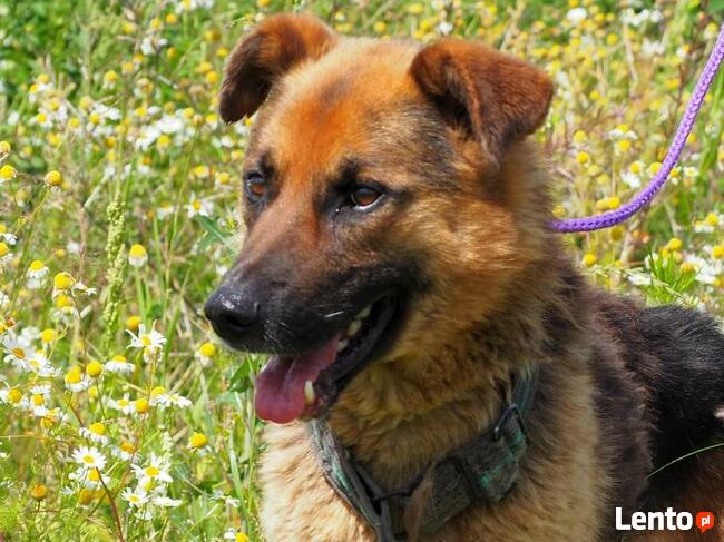 PERU łagodny psiak kochający ludzi nad życie BŁAGA o domek