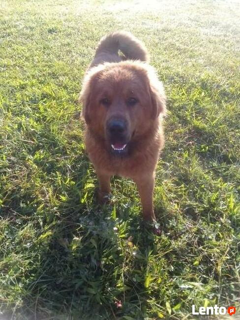 Sekcja Psów Tropiacych i Ratowniczych CSPO-Podhale