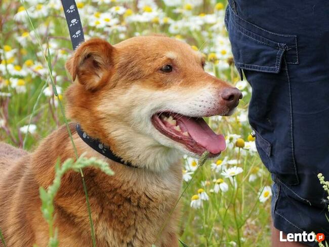 Cudowny ułożony psiak kochający ludzi BŁAGA o domek