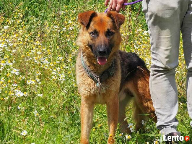 Wesoły ułożony psiak kochający ludzi szuka PILNIE domku