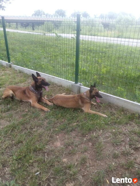 Sekcja Psów Tropiacych i Ratowniczych CSPO-Podhale