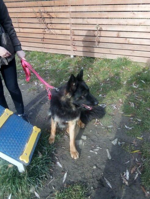 Sekcja Psów Tropiacych i Ratowniczych CSPO-Podhale