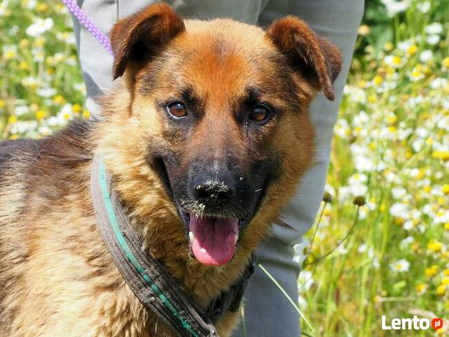 Wesoły ułożony psiak kochający ludzi szuka PILNIE domku