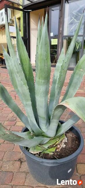 Agawa Amerykańska 100 cm + donica