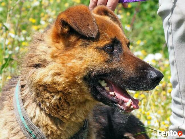 Wesoły ułożony psiak kochający ludzi szuka PILNIE domku