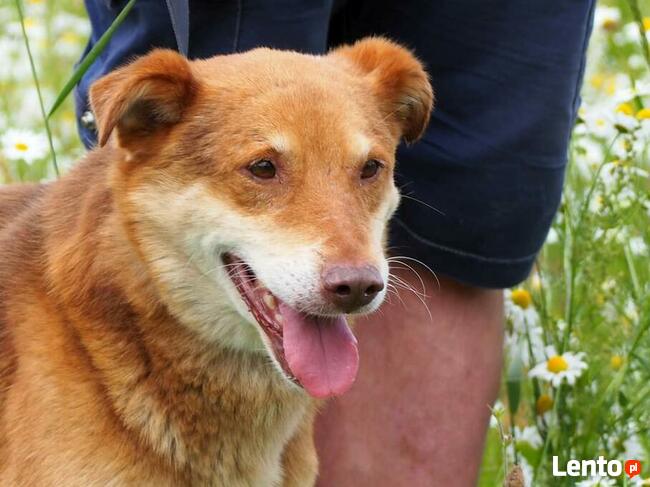 RUDZIK wesoły pogodny psiak BŁAGA o wspaniały domek